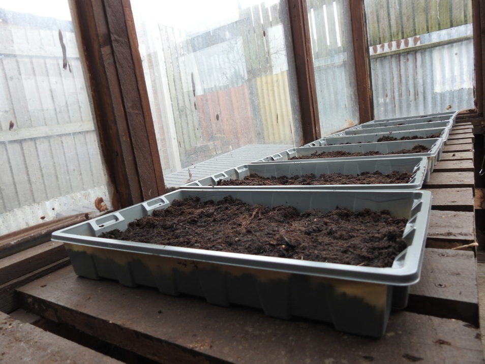 Seed trays in the greenhouse 